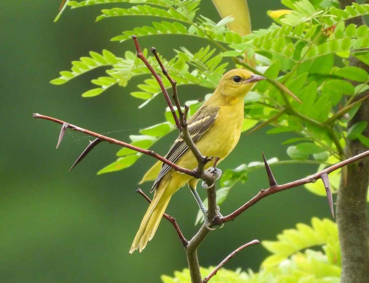Orchard Oriole - ML620875272