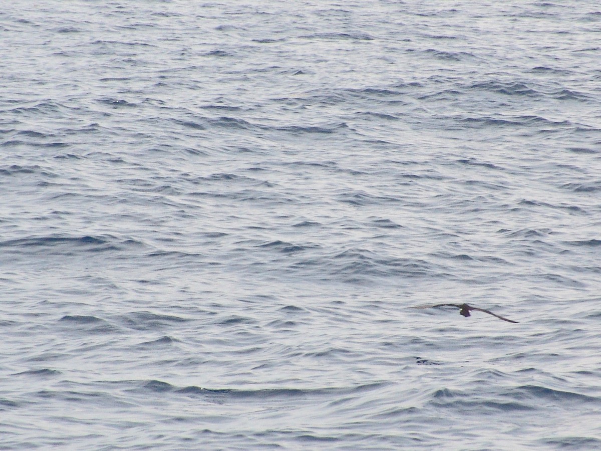 Audubon's Shearwater - ML620875273