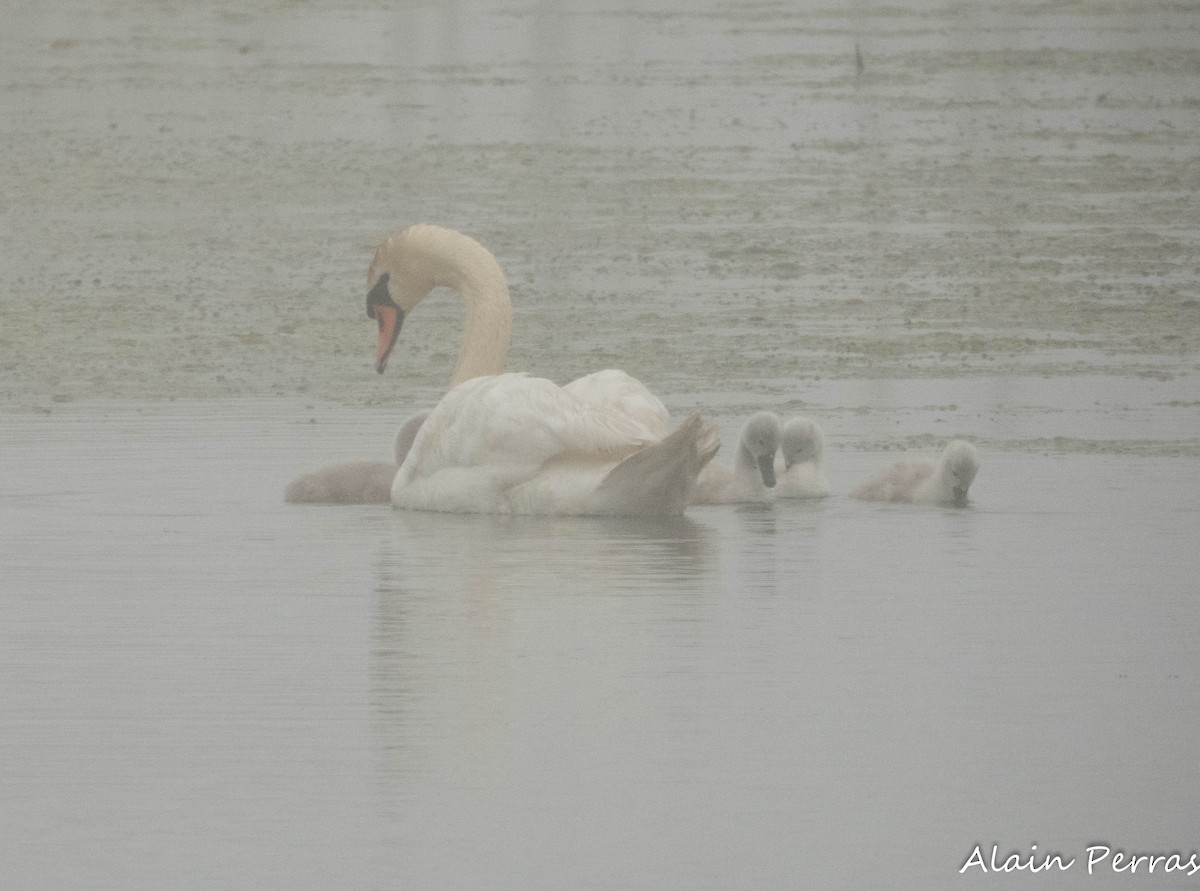 Mute Swan - ML620875277