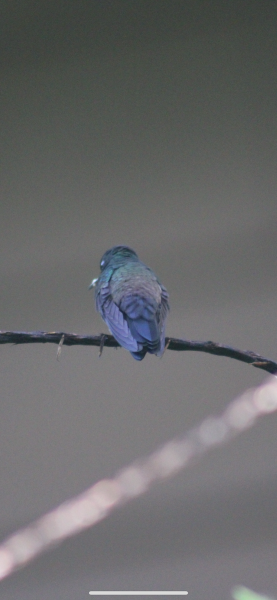 Blue-vented Hummingbird - ML620875279