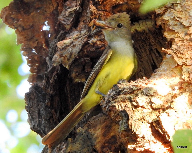 Great Crested Flycatcher - ML620875284
