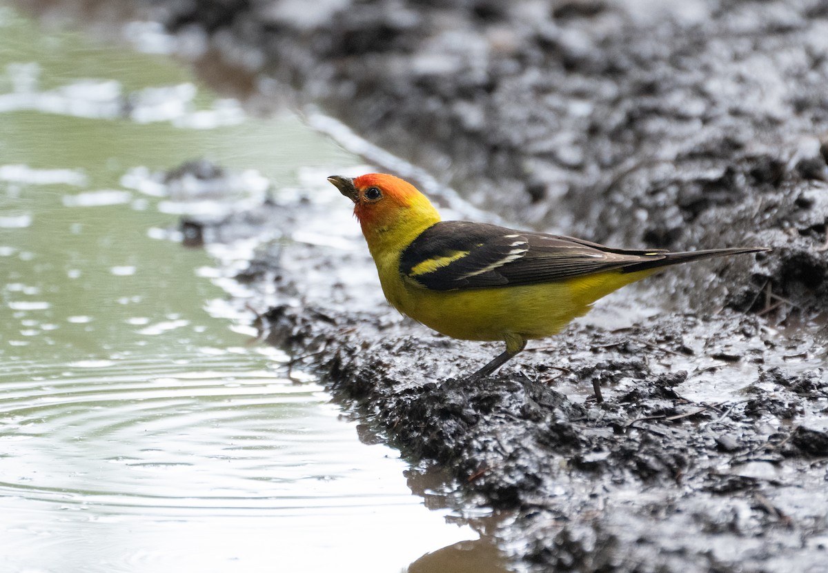 Western Tanager - ML620875286