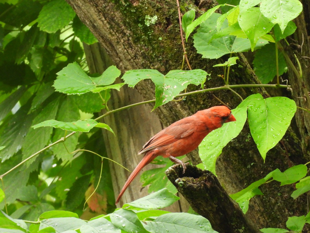 Northern Cardinal - ML620875287