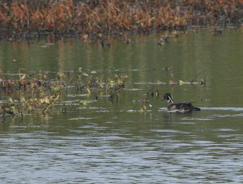 Wood Duck - ML620875289