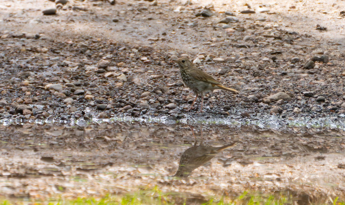 Hermit Thrush - ML620875297