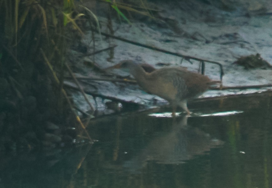 Clapper Rail - ML620875301