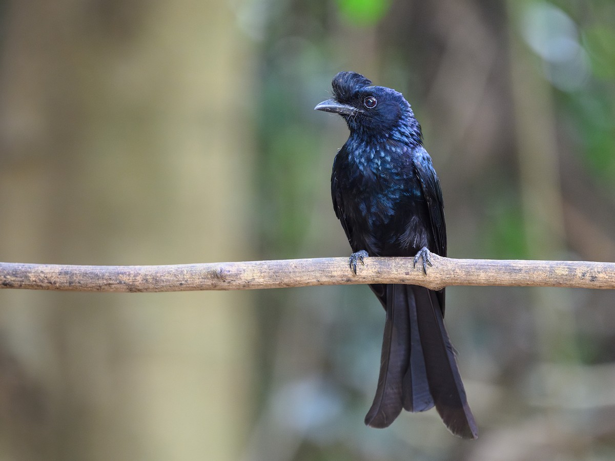 Greater Racket-tailed Drongo - ML620875303