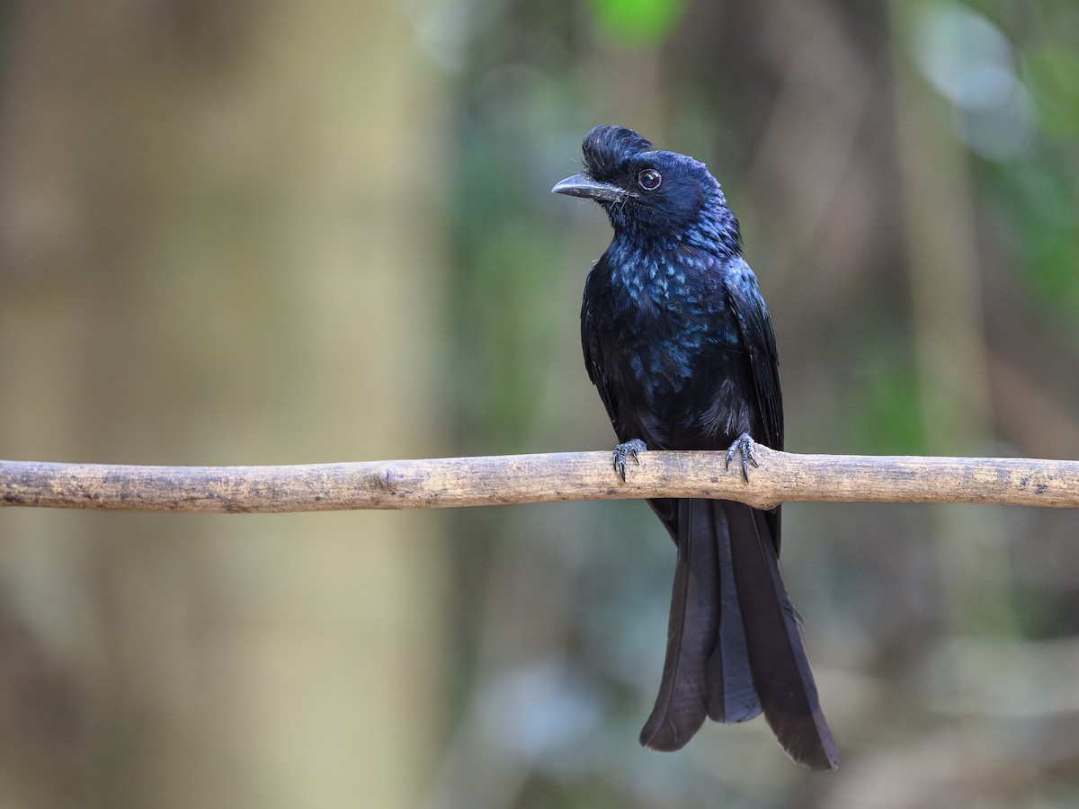 Drongo à raquettes - ML620875303