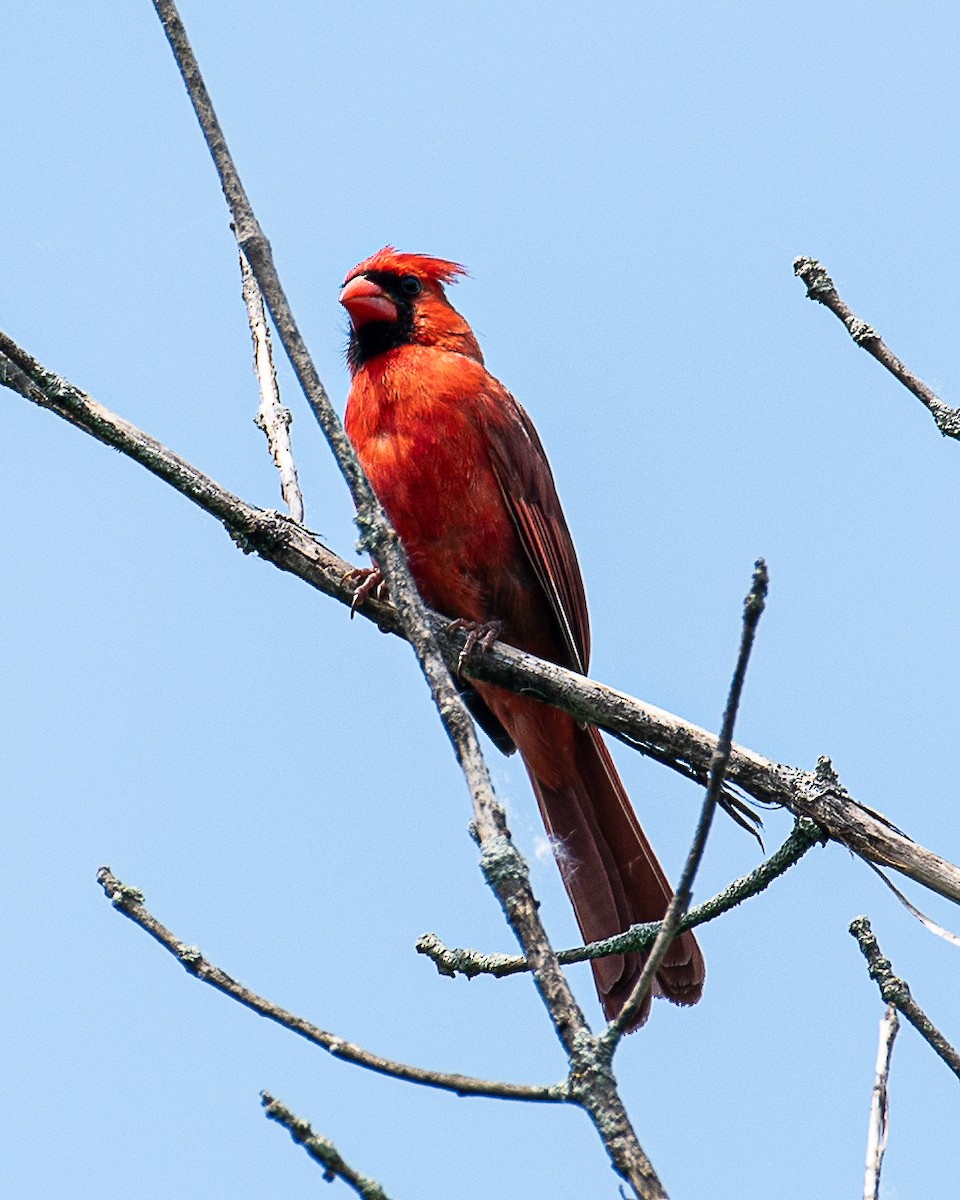 Northern Cardinal - ML620875304