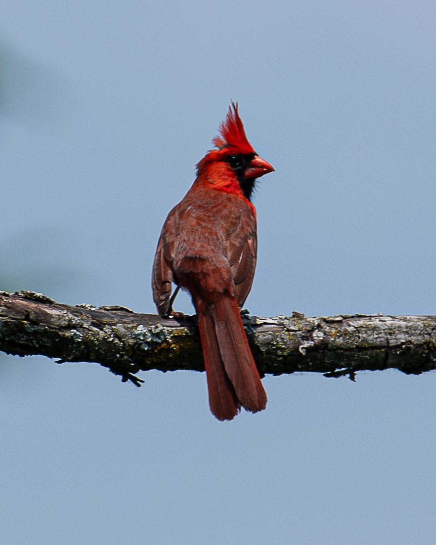 Northern Cardinal - ML620875305