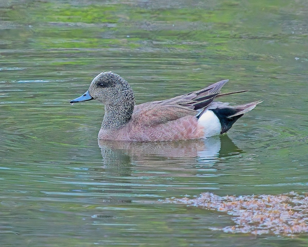 American Wigeon - ML620875306