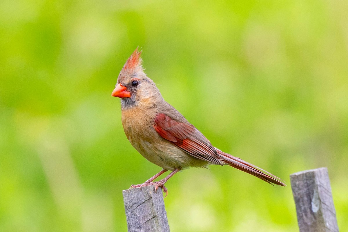 Northern Cardinal - ML620875310