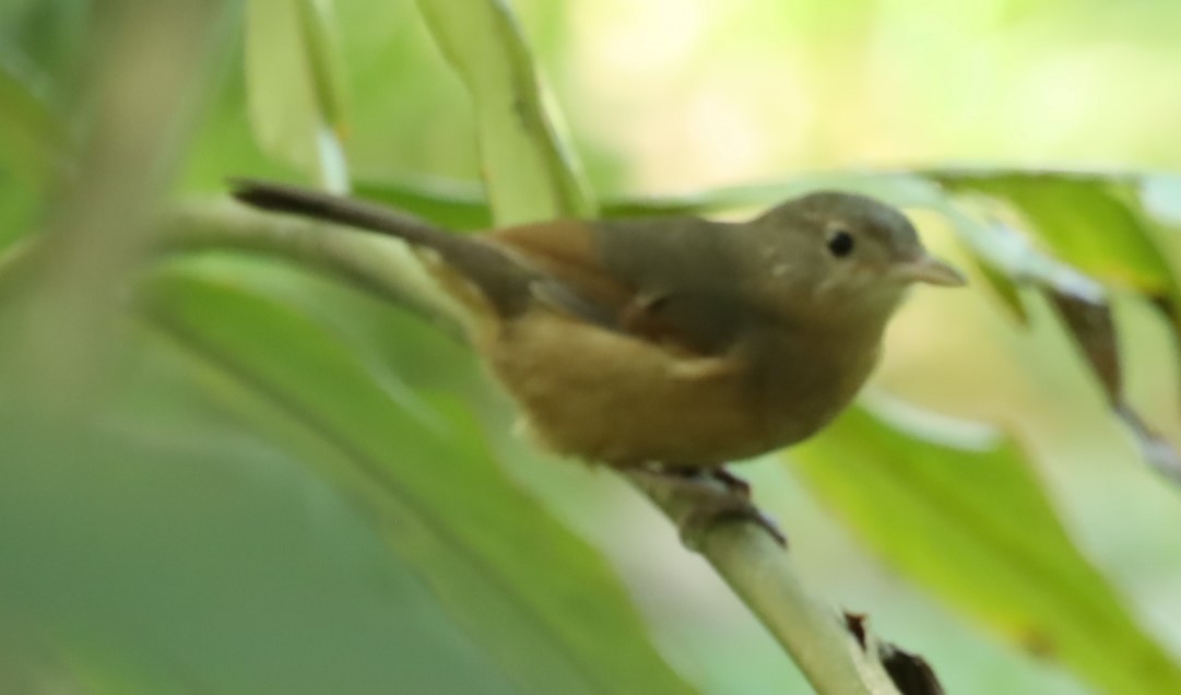 Rufous Shrikethrush - ML620875311