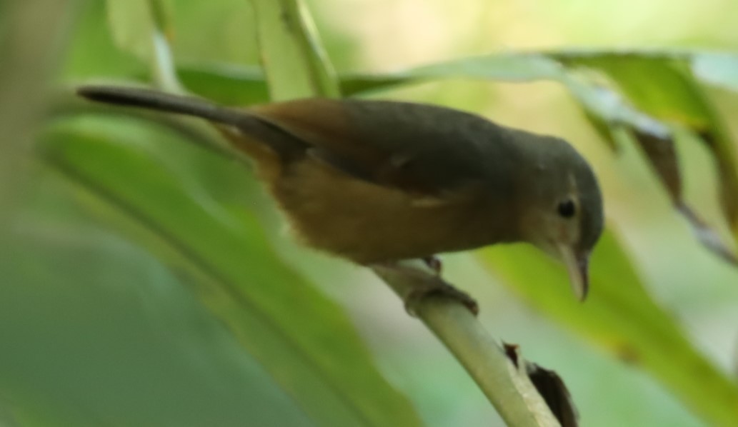 Rufous Shrikethrush - ML620875312