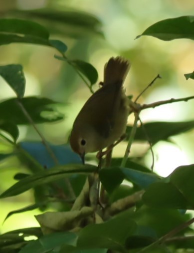 Rufous Shrikethrush - ML620875314