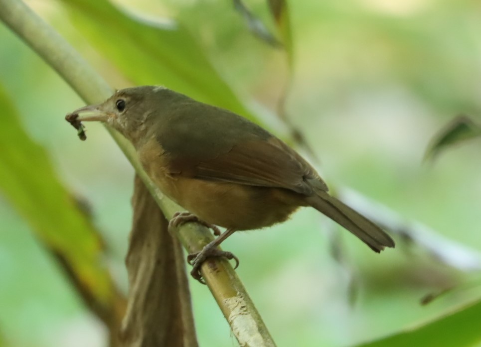 Rufous Shrikethrush - ML620875316