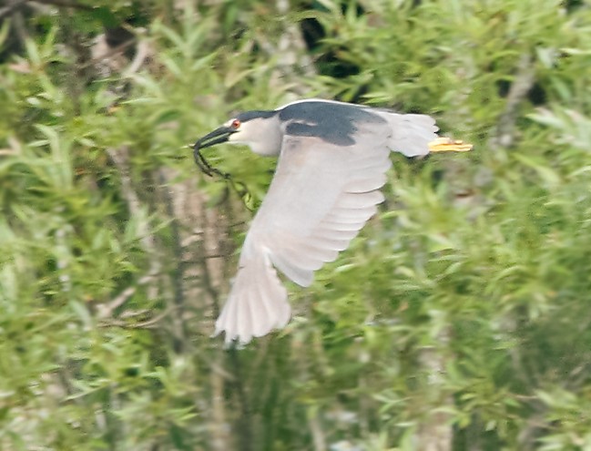 Black-crowned Night Heron - ML620875318