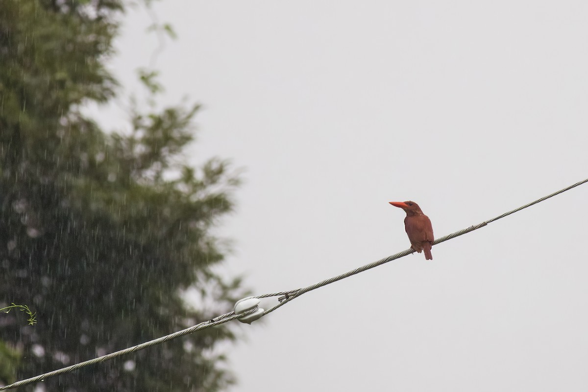 Ruddy Kingfisher - ML620875319