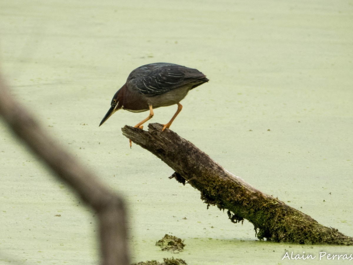 Green Heron - ML620875326