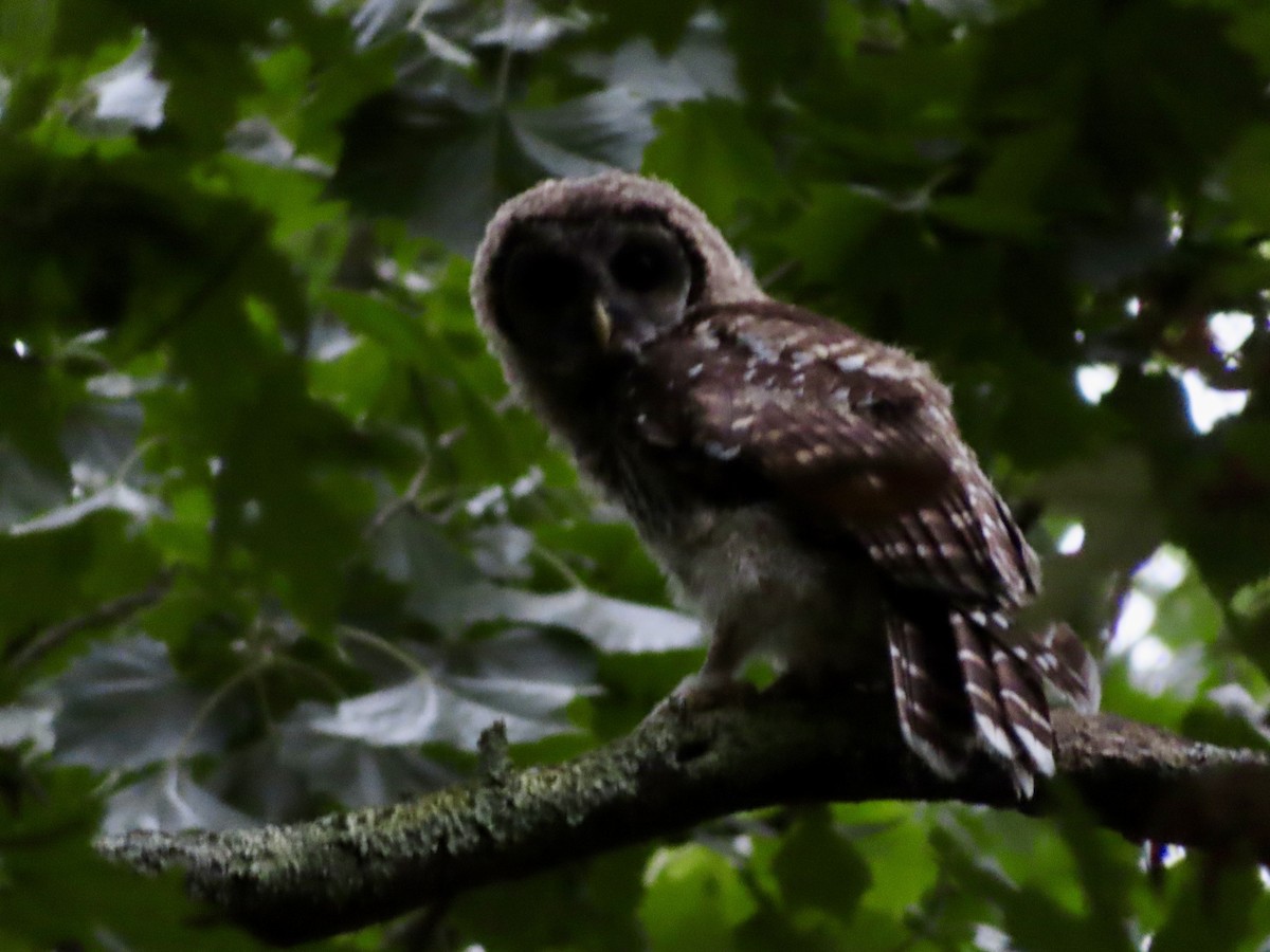 Barred Owl - Stephanie Parker