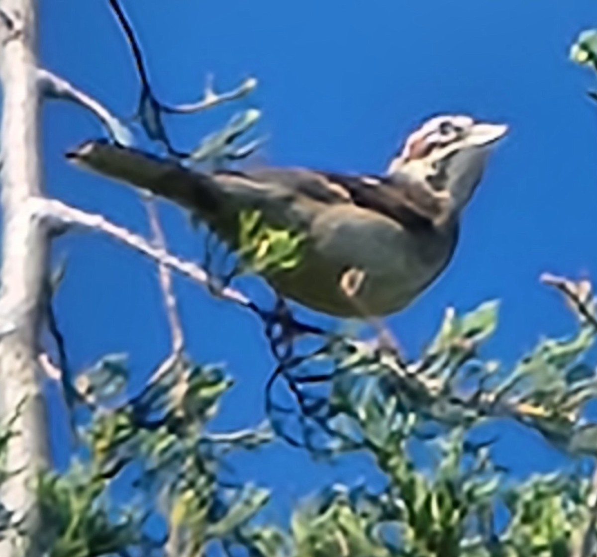 Lark Sparrow - ML620875339