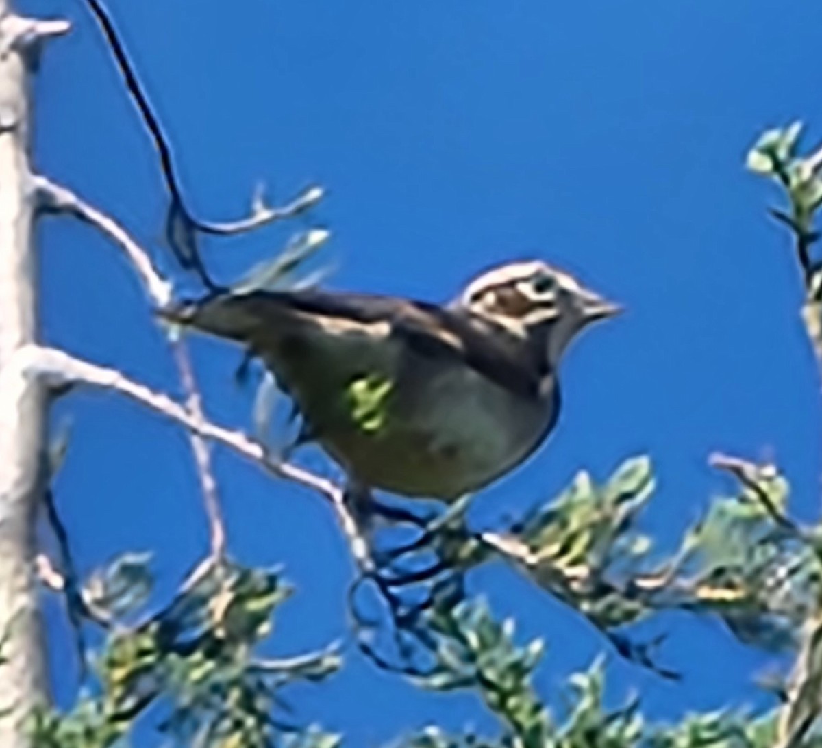 Lark Sparrow - ML620875340