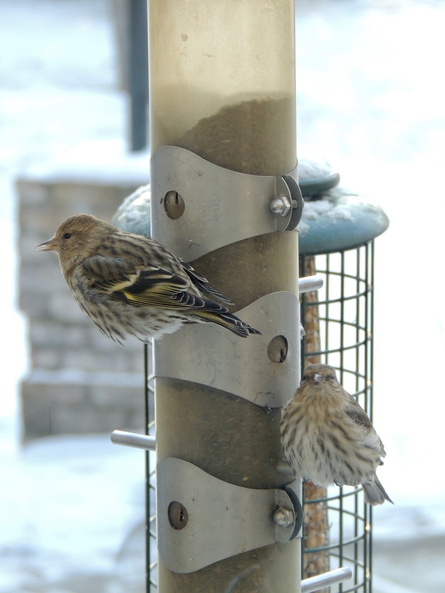 Pine Siskin - ML620875345