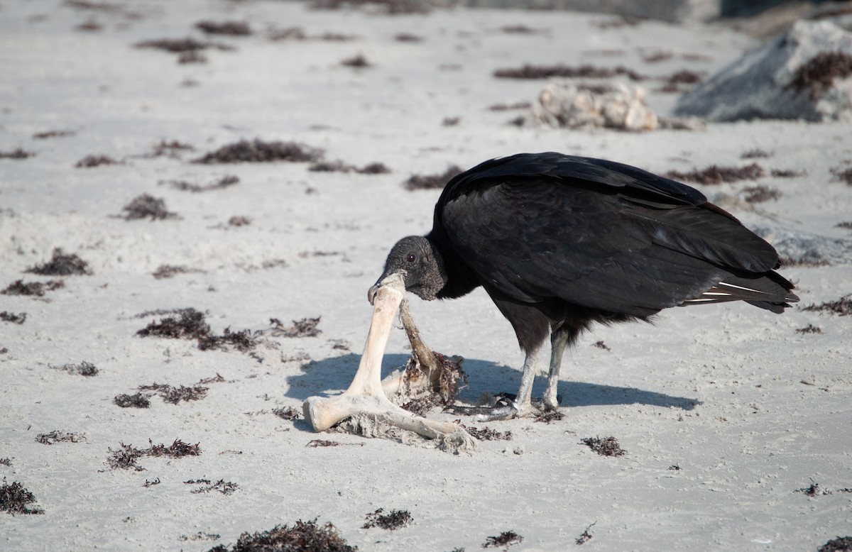 Black Vulture - ML620875350