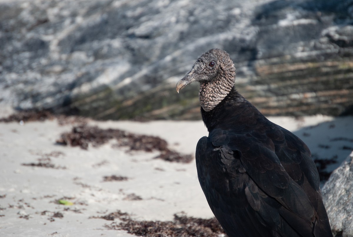 Black Vulture - ML620875351