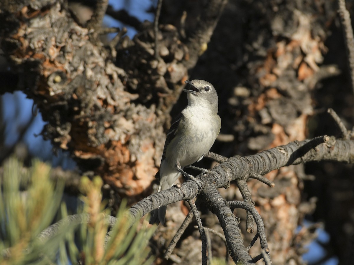 Plumbeous Vireo - ML620875356