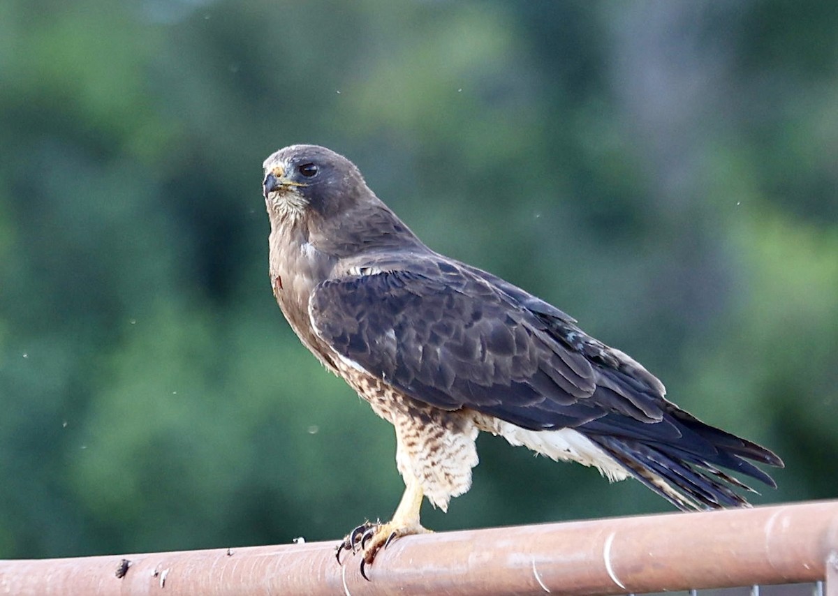 Swainson's Hawk - ML620875359