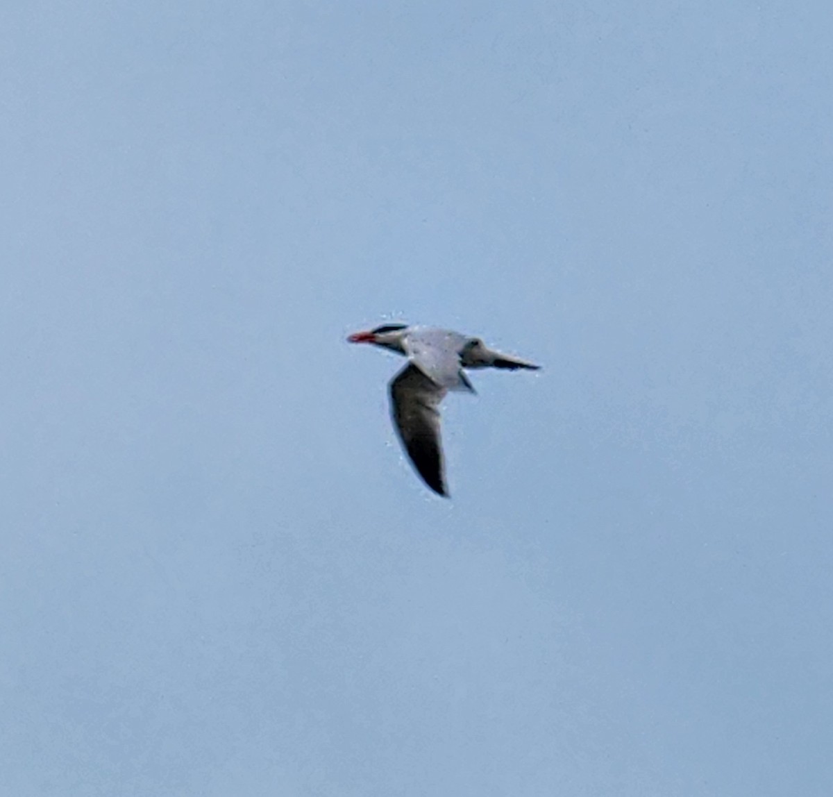 Royal Tern - Jarod Hitchings