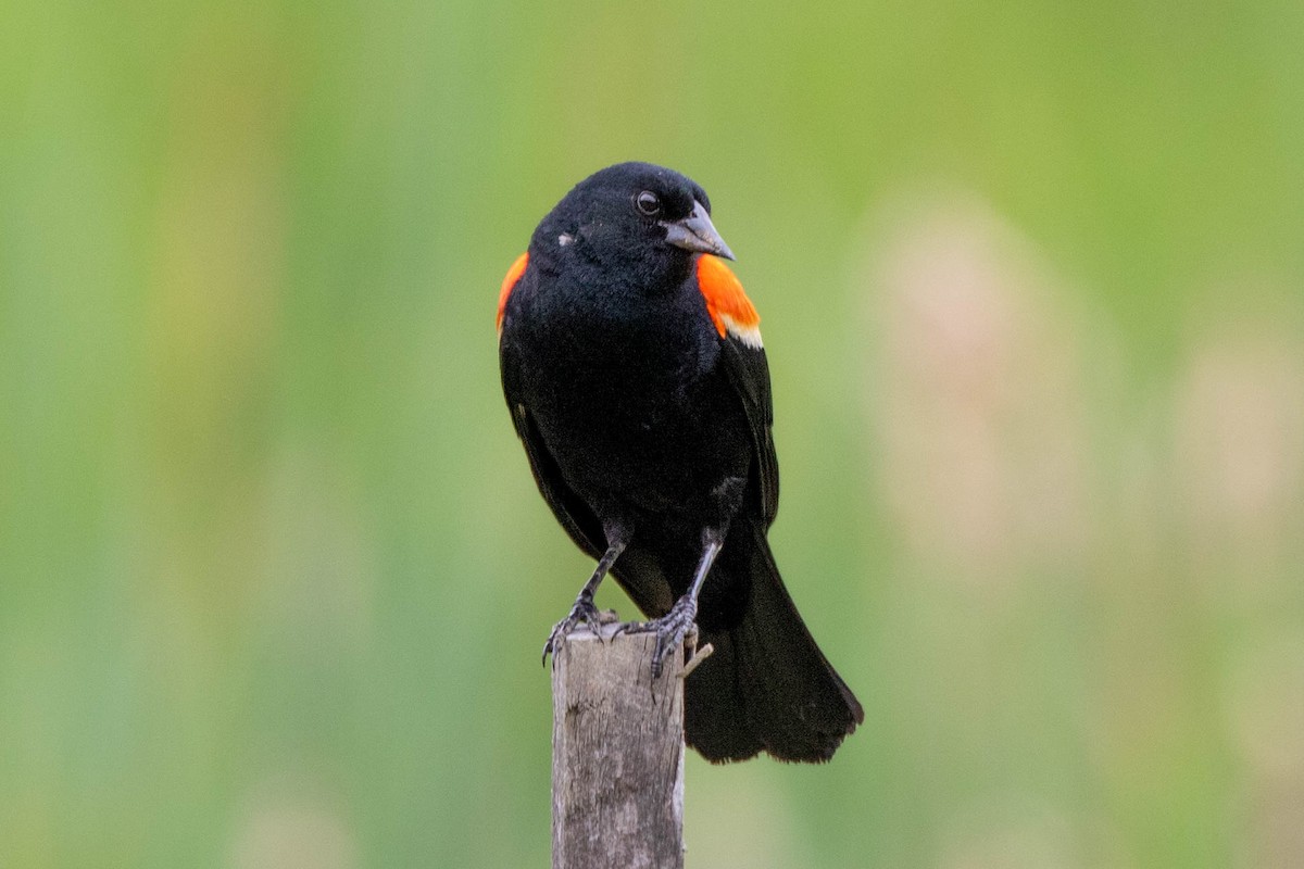 Red-winged Blackbird - ML620875362