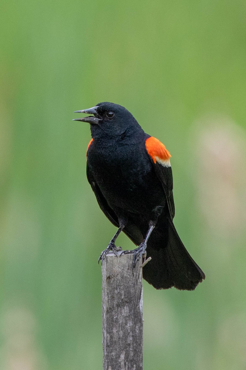 Red-winged Blackbird - ML620875365