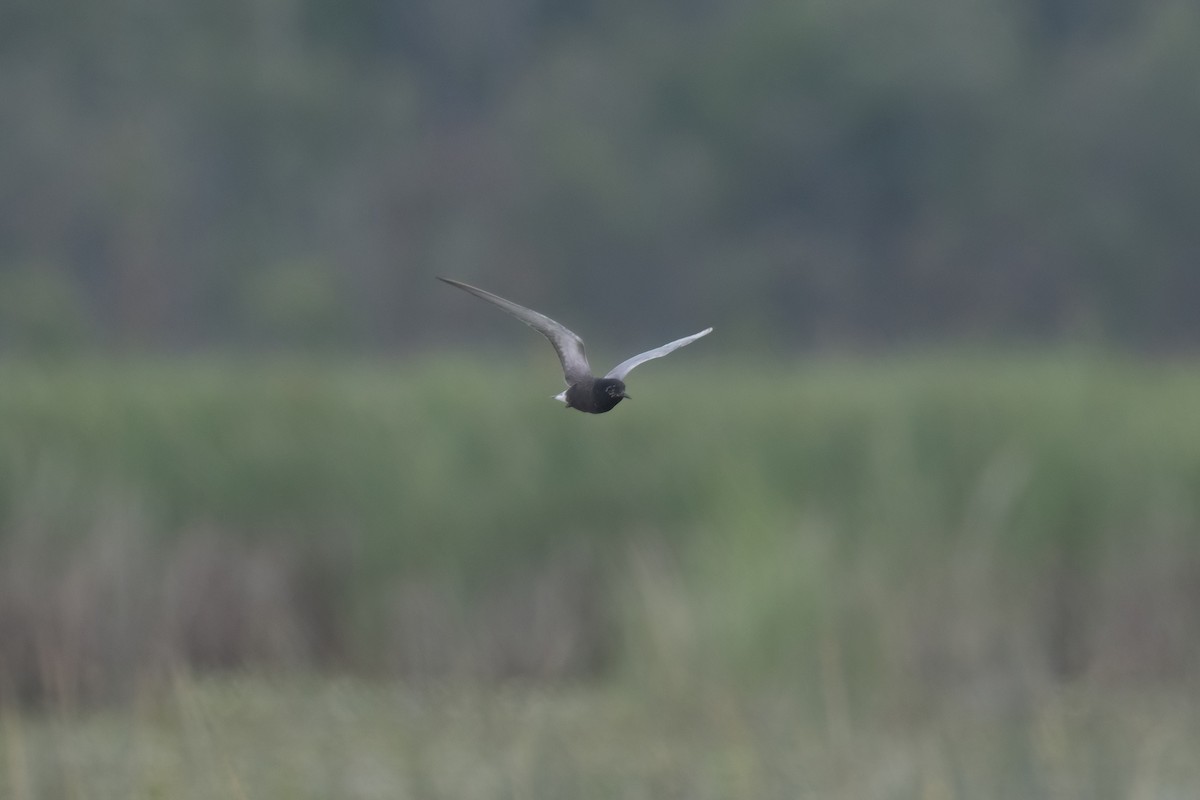 Black Tern - ML620875367