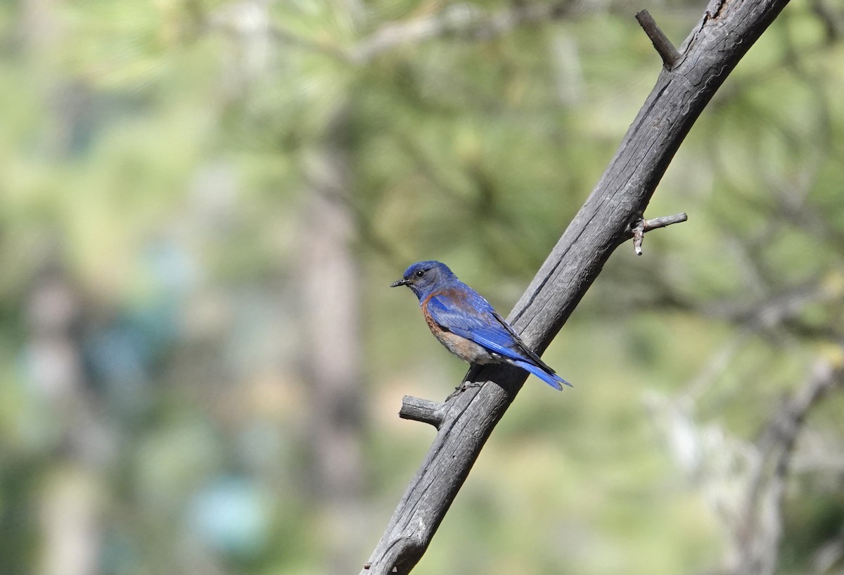 Western Bluebird - Roger Robb