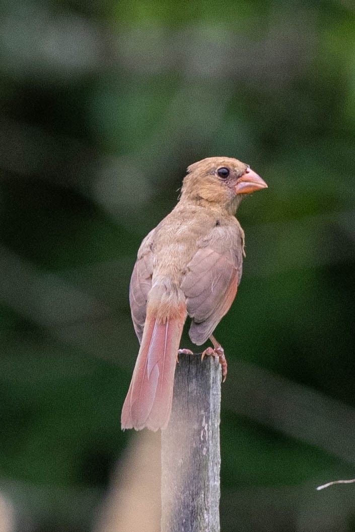 Northern Cardinal - ML620875371