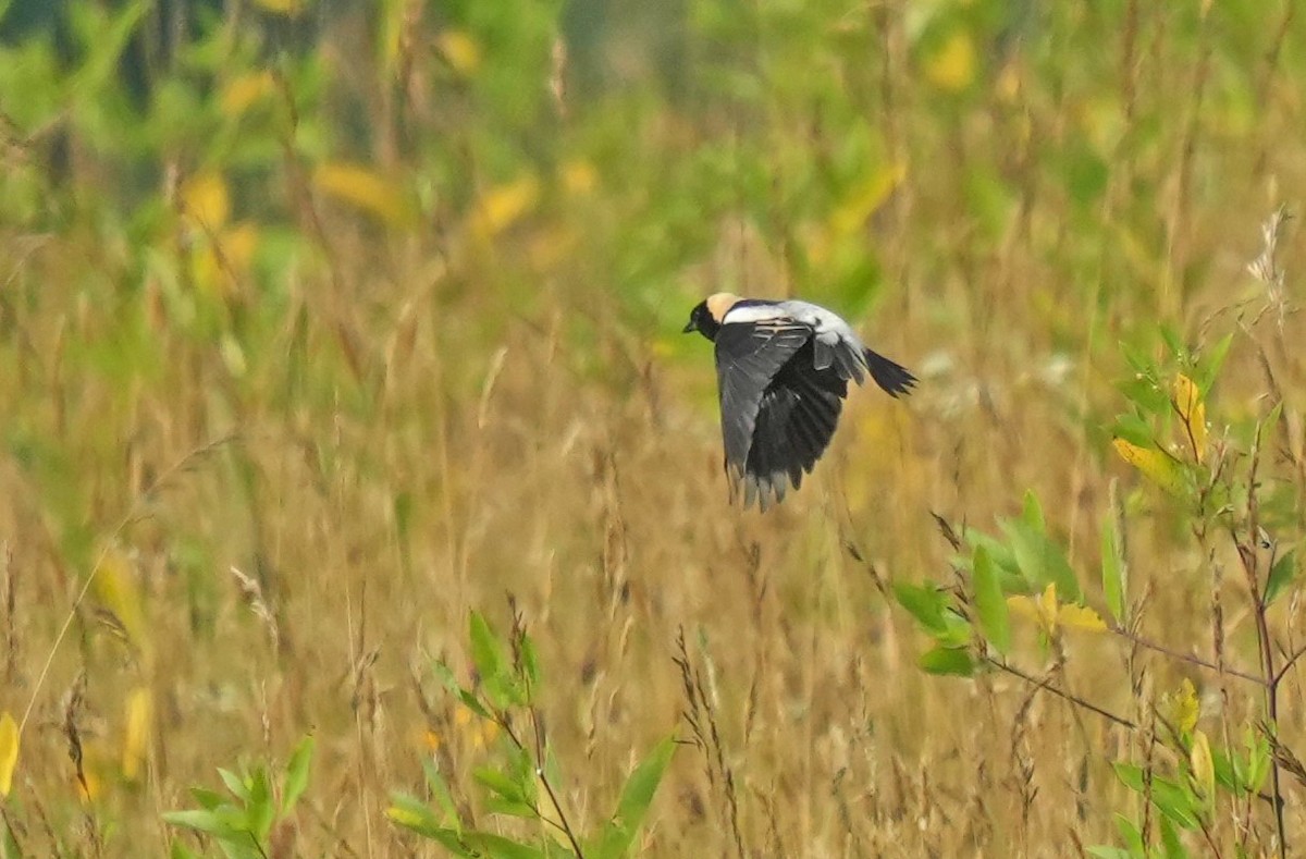 Bobolink - ML620875381