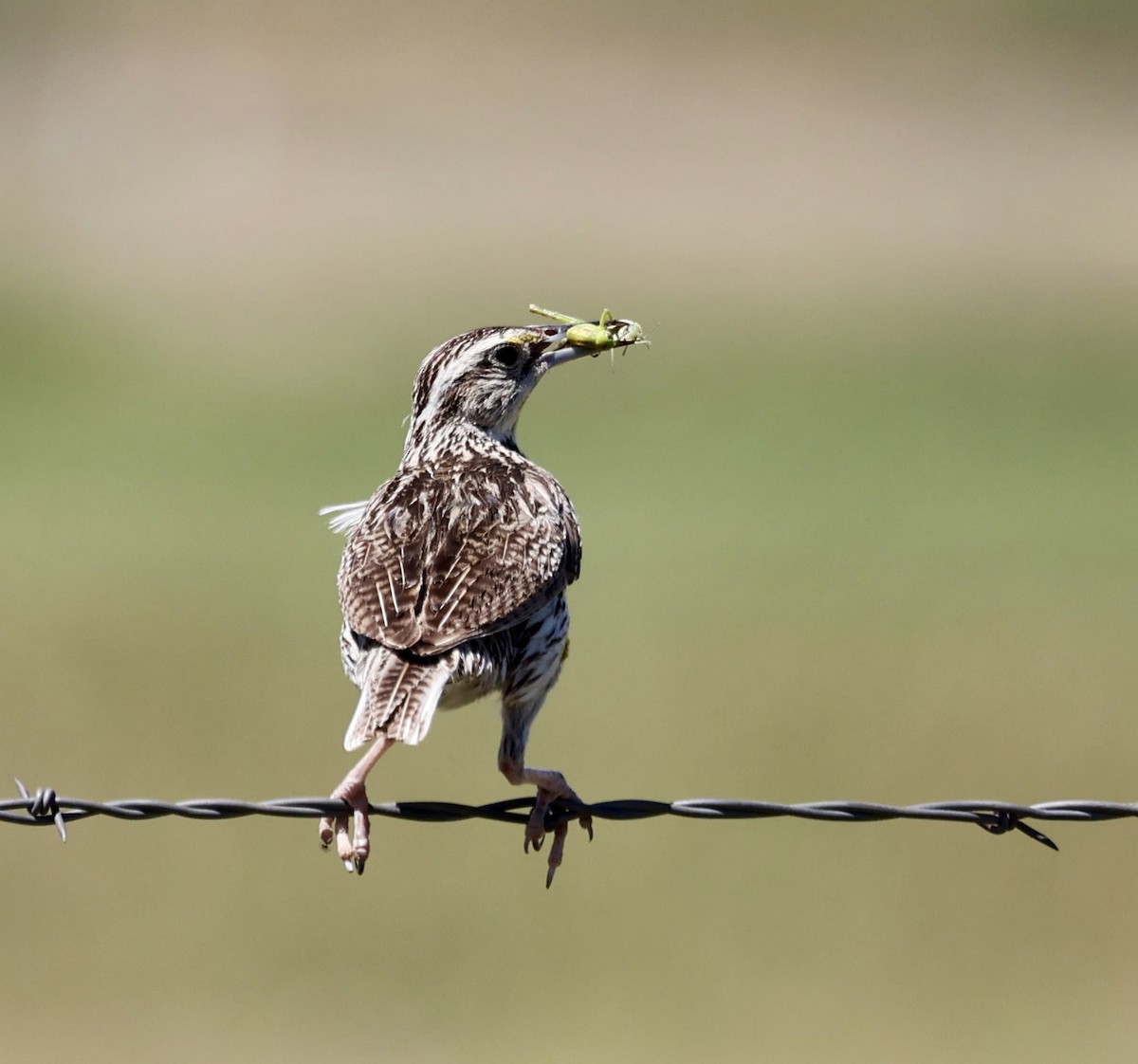 Western Meadowlark - ML620875382