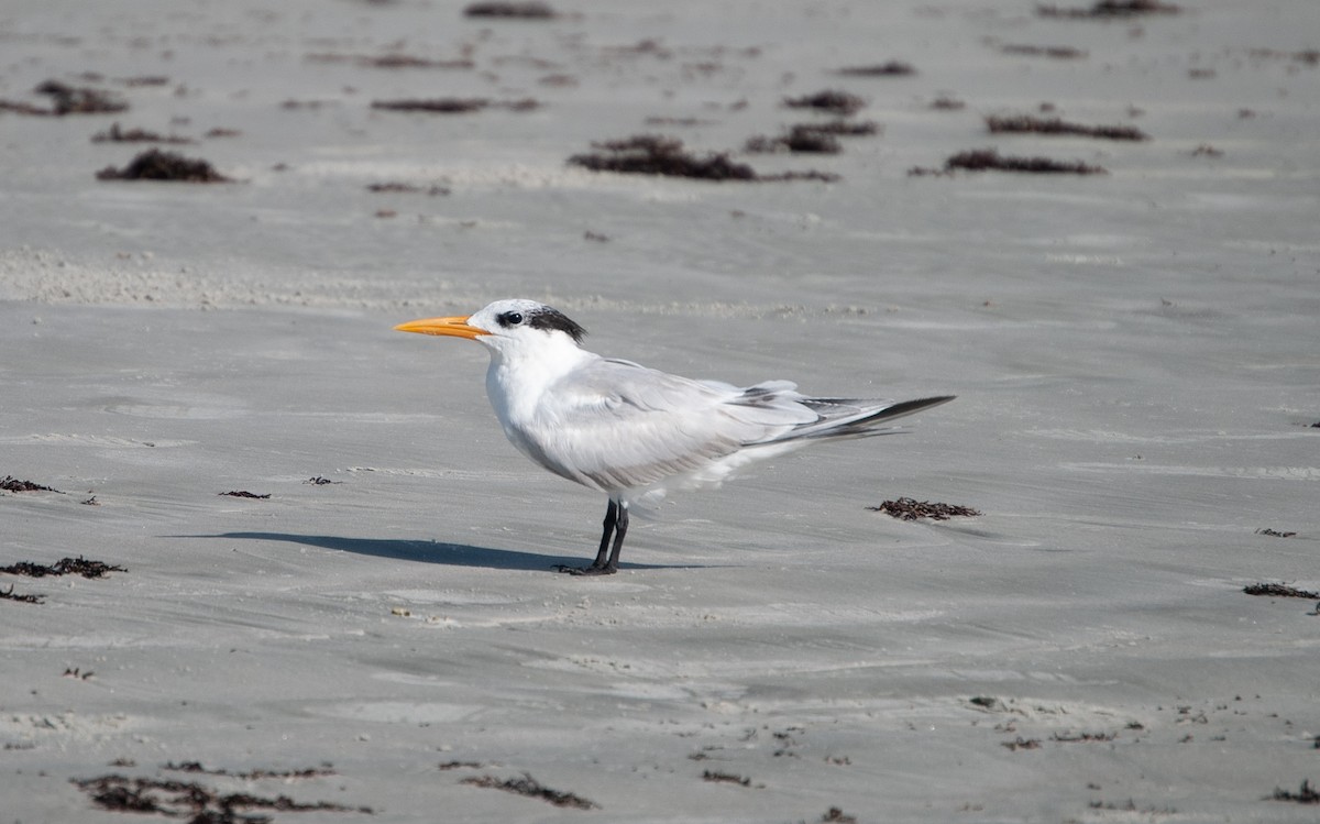 Royal Tern - ML620875392