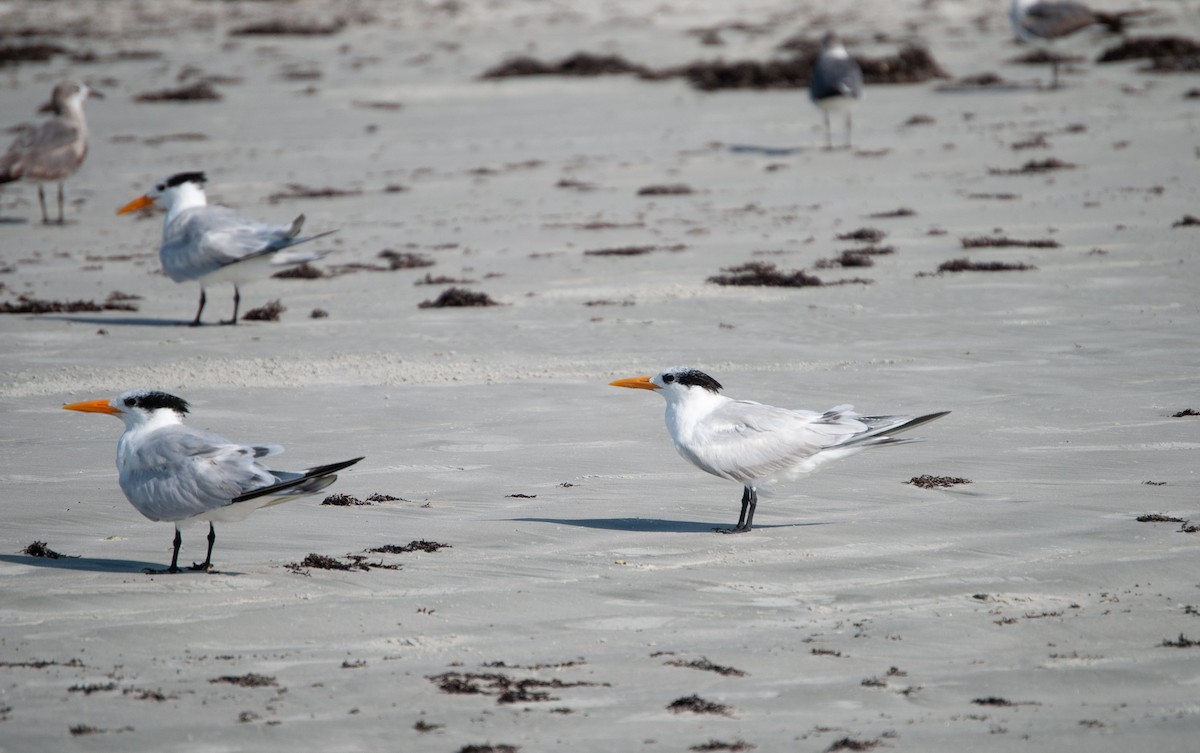 Royal Tern - ML620875393