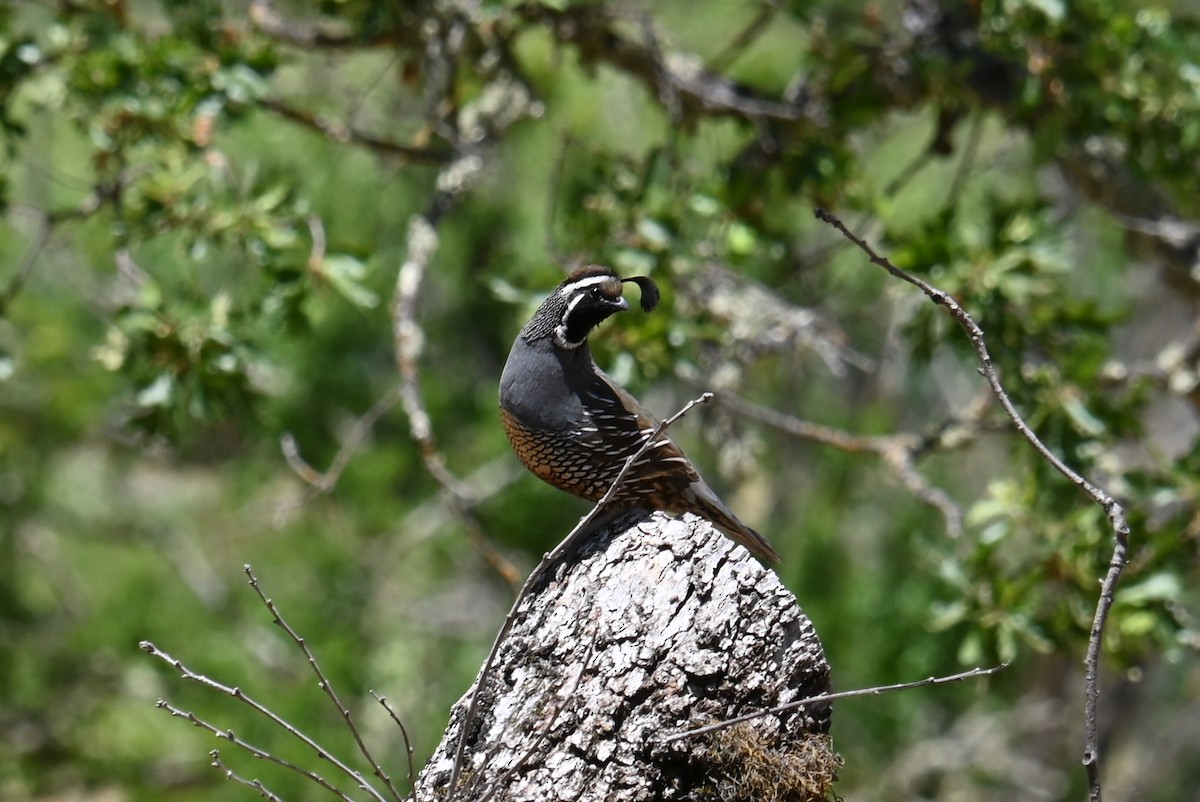 California Quail - ML620875394