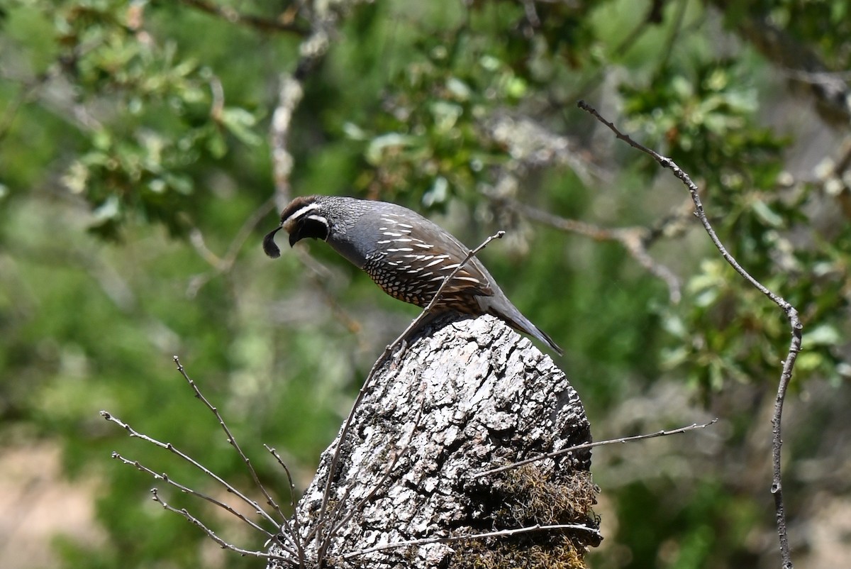 California Quail - ML620875395