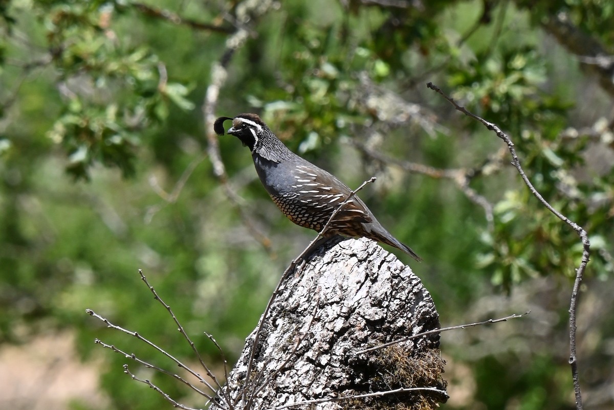 California Quail - ML620875396