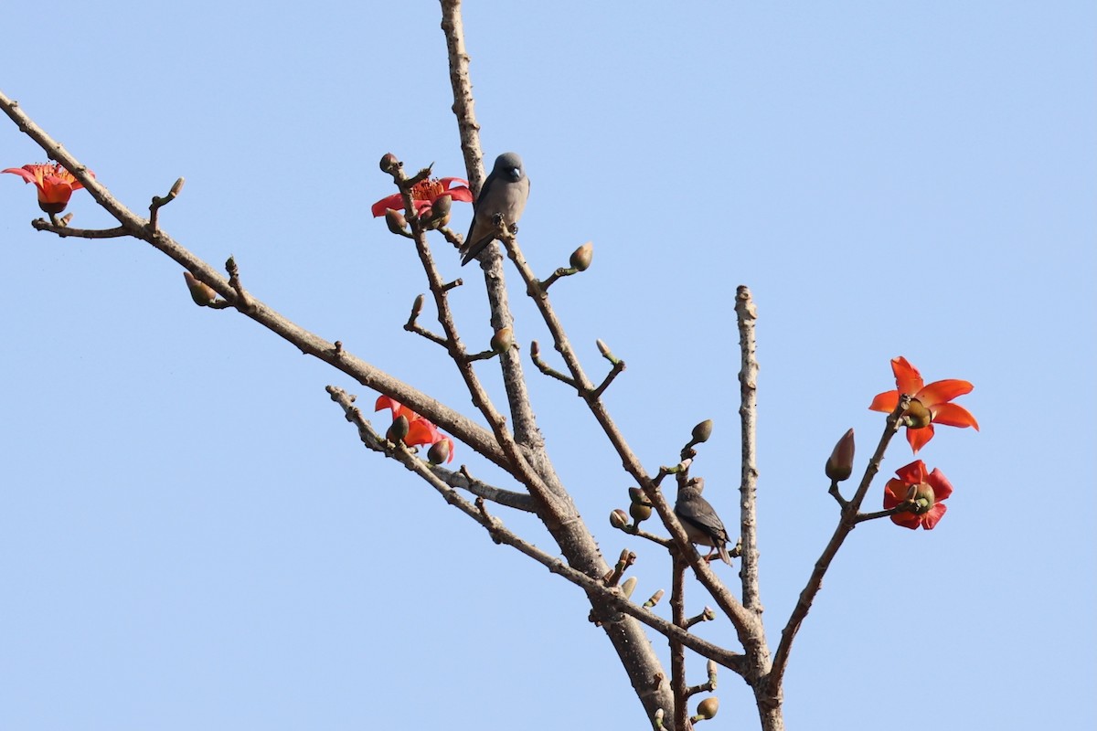 Ashy Woodswallow - ML620875397