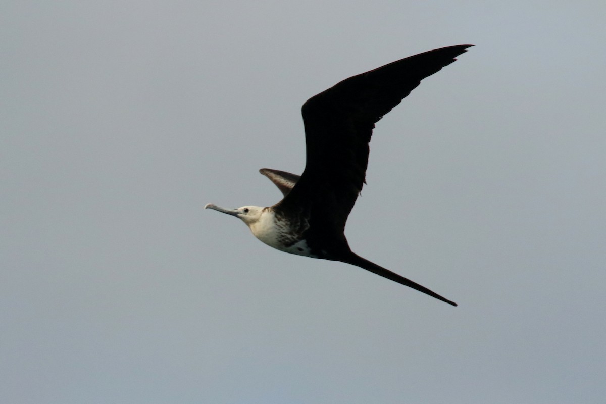 Magnificent Frigatebird - ML620875398