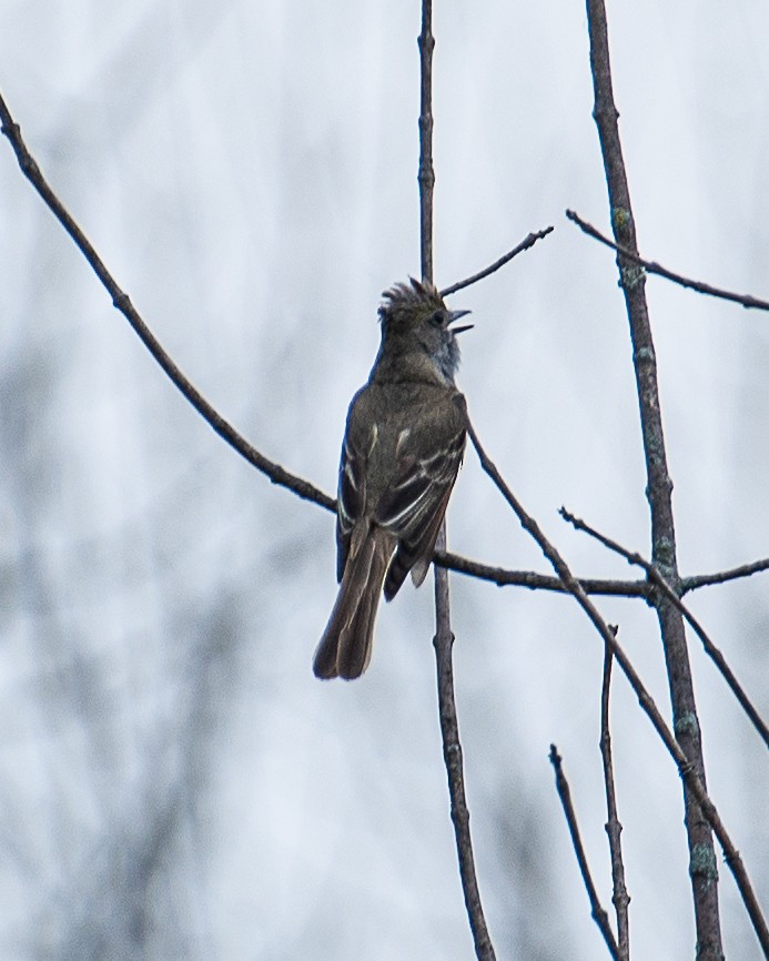 Great Crested Flycatcher - ML620875400