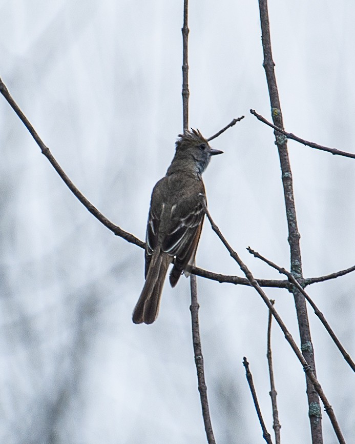 Great Crested Flycatcher - ML620875401