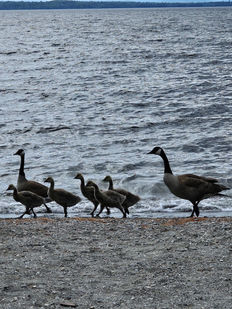 Canada Goose - ML620875405