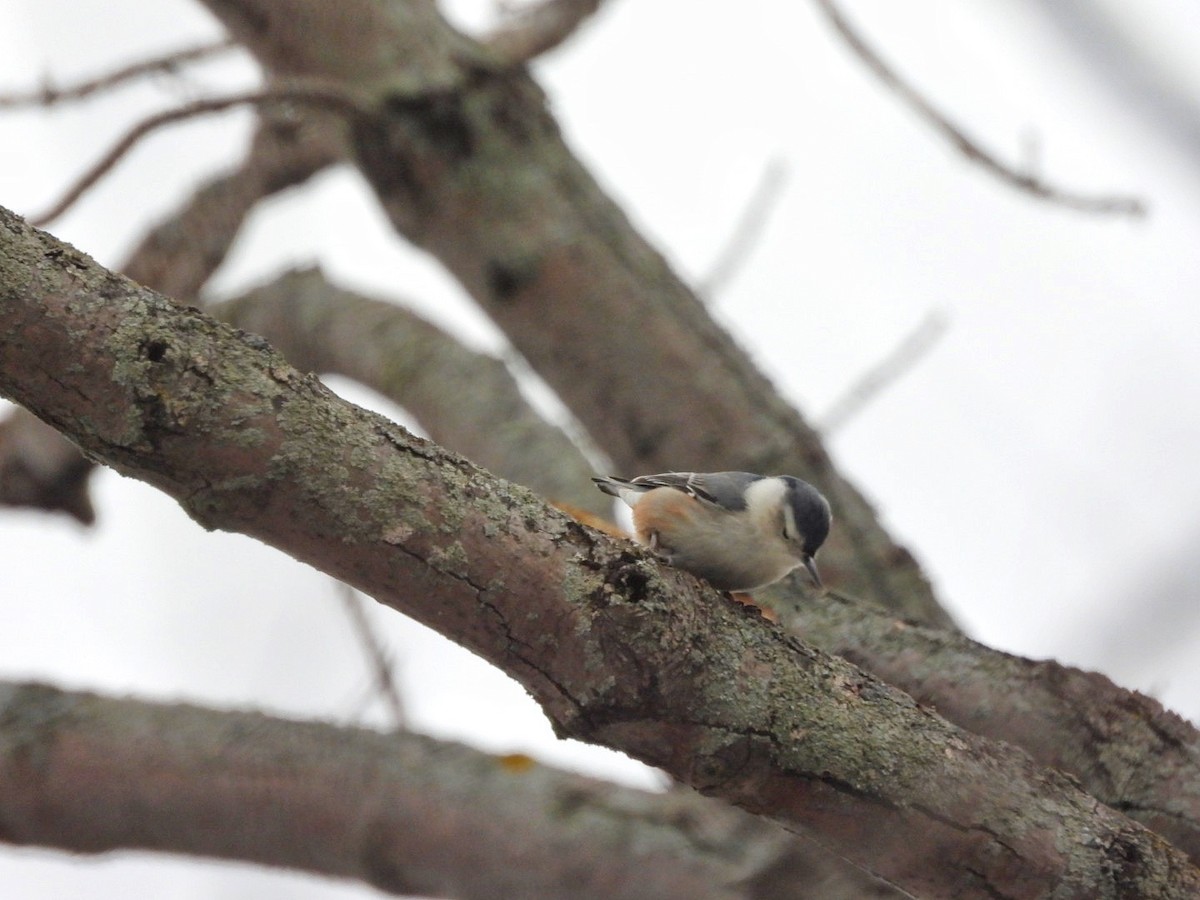 White-breasted Nuthatch - ML620875406